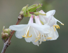 Lonicera Fragrantissima - Zimolez vonný