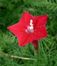 Ipomoea Quamoclit Feather Red
