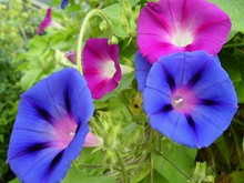 Ipomoea Purpurea Grapa Ott