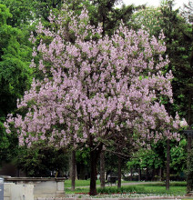 Paulownia Tomentosa