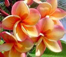 Plumeria Frangipani Imperial Topaz