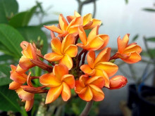 Plumeria Frangipani Orange