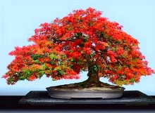 Delonix Regia - Ohňový strom