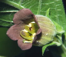 Atropa Bella-Donna - Rulík zlomocný