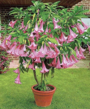 Brugmansia Suaveolens - Andělská trumpeta