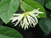 Loropetalum Chinense