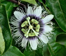 Passiflora edulis - Mučenka jedlá