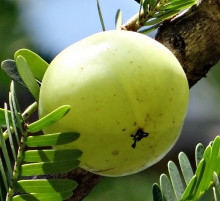 Phyllanthus Emblica - Angrešt indický