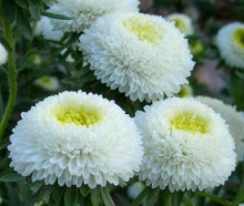 Astra Pompon white and yellow