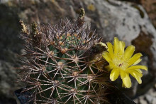 Acanthocalycium brevispinum