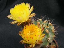 Acanthocalycium glaucum LF 38