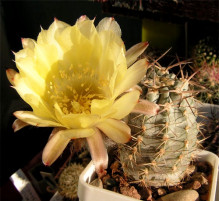 Acanthocalycium griseum P 144 Punta Ballasto