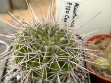 Acanthocalycium klimpelianum P 120