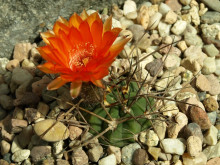 Acanthocalycium munitum WR 772 dlouhé trny