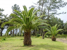 Palma Phoenix canariensis