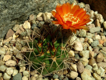 Acanthocalycium ferrari WR 572