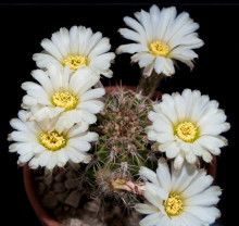 Acanthocalycium spiniflorum LB 311 Sierra Del Moro