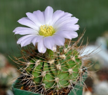 Acanthocalycium violaceum P 110