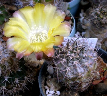 Acanthocalycium sp. FR 148