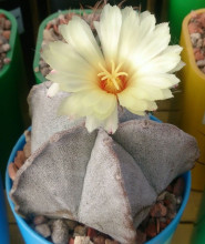 Astrophytum coahuilense SB 1474