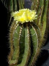 Astrophytum ornatum