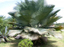 Palma Copernicia baileyana