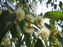 Eucalyptus globulus - Blahovičník kulatoplodý