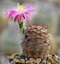 Echinocereus adustus SB 72