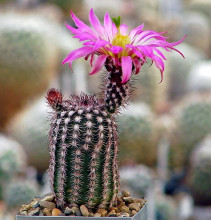 Echinocereus bristolii SB 463