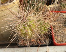 Echinocereus enneacanthus SB 676