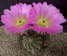 Echinocereus pamanesiorum L 1247