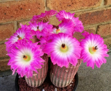 Echinocereus pectinatus v. rubrispinus