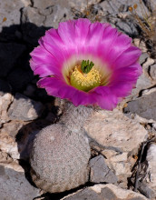 Echinocereus primolanatus