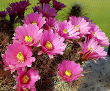 Echinocereus roetterii