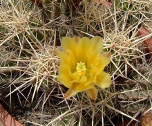 Echinocereus maritimus Guerrero Negro