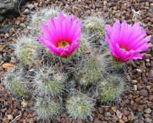 Echinocereus stramineus