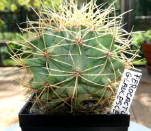 Ferocactus glaucescens RS 677