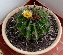 Ferocactus herrerae