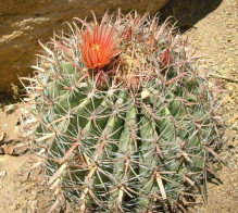 Ferocactus peninsulae var. townsendianus Mulégé