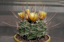 Ferocactus rectispinus SB 1700