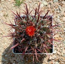 Ferocactus coloratus El Crucero