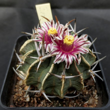 Echinofossulocactus coptonogonus