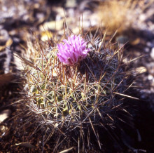 Echinofossulocactus ochoterenaus