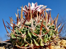 Echinofossulocactus phyllacanthus