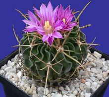 Echinofossulocactus lamellosus SB 111 Metzitlan