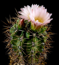 Gymnocalycium achirasense v. chacrasense LB360