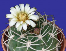 Gymnocalycium ambatoense LF75