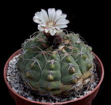 Gymnocalycium bayrianum