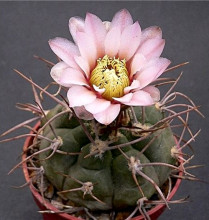 Gymnocalycium bozsingianum