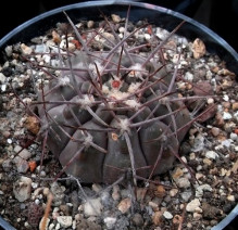 Gymnocalycium bozsingianum LF 15